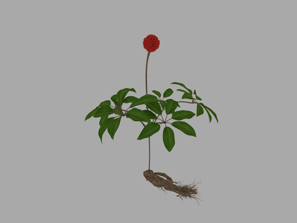 ginseng 3D Model .c4d .max .obj .3ds .fbx .stl .blend 