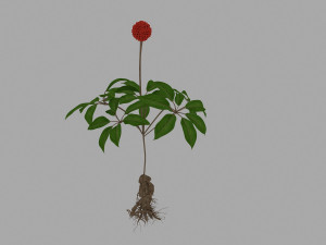 ginseng 3D मॉडल