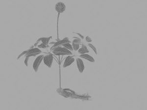 ginseng 3D Model