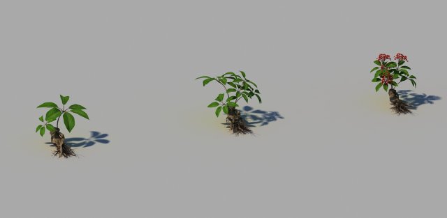 ginseng 3D Model .c4d .max .obj .3ds .fbx .stl .blend 