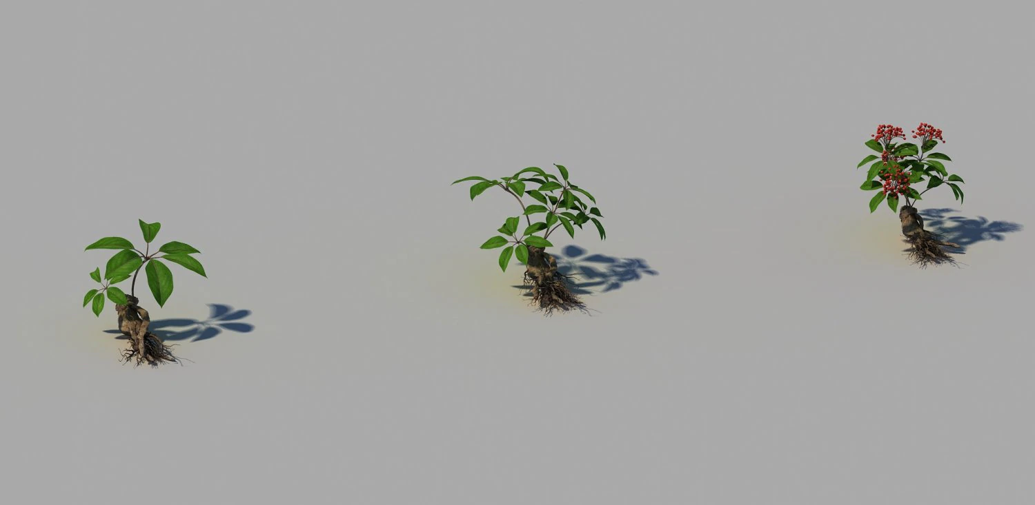 ginseng 3D Model .c4d .max .obj .3ds .fbx .stl .blend 