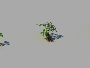 ginseng 3Dモデル