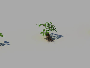 GINSENG 3D मॉडल