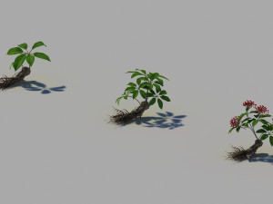 ginseng 3D Model