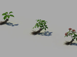 ginseng 3D Model