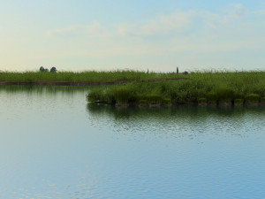 wetlands Modelo 3D