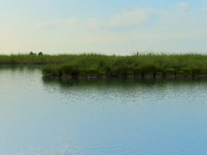 wetlands 3D Model