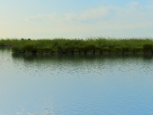 wetlands 3D 模型