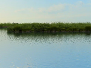 wetlands 3D Model
