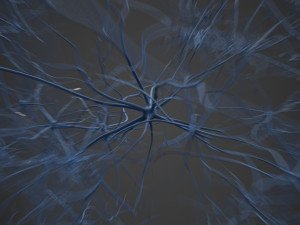 neurons 3D Model