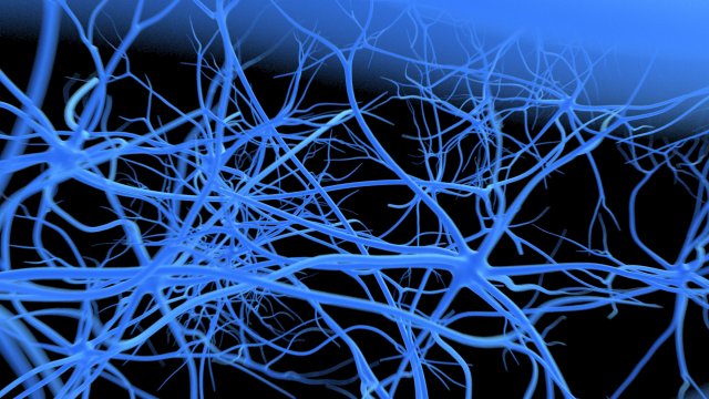 neurons 3D Model .c4d .max .obj .3ds .fbx .stl .blend 