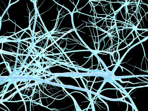 neurons 3D Model