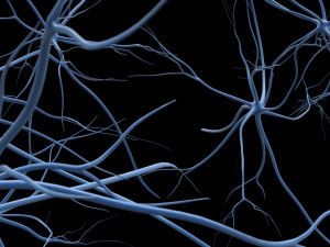 neurons 3D Model