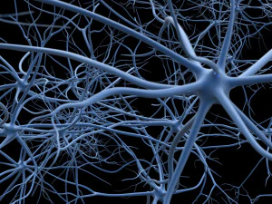 neurons 3D Model