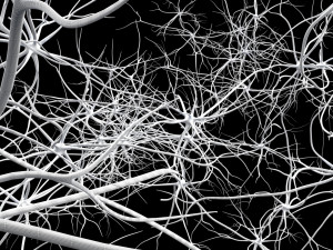 neurons Modèle 3D