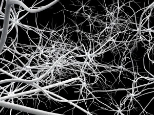 neurons 3D Model