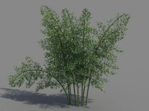 bamboo 3D Model