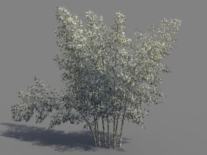 bamboo 3D Model