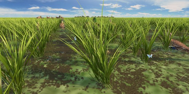 paddy Modello 3D .c4d .max .obj .3ds .fbx .stl .blend 