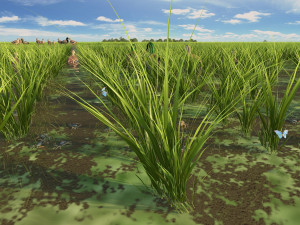 paddy 3D Модель