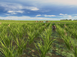 paddy Modello 3D