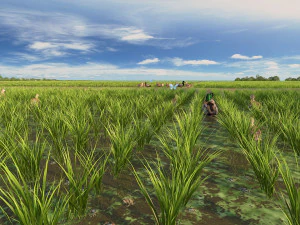 paddy 3D Model