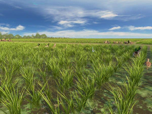 paddy 3D Model