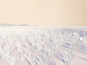 paddy Modello 3D