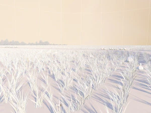 paddy 3D Model