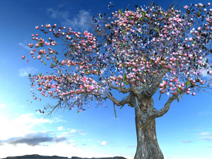 peach 3D 模型