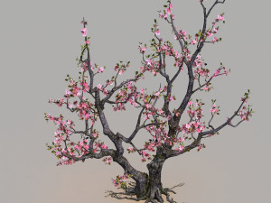 peach Modèle 3D