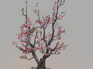 peach Model 3D