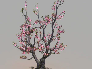 peach 3D Model