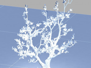 peach Model 3D