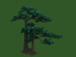 pine tree Modèle 3D
