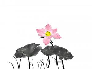 lotus flower 3D Model