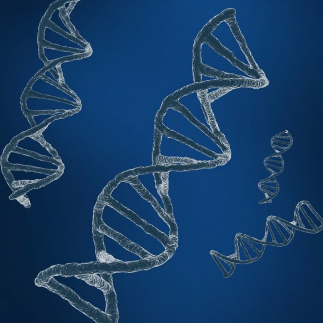 dna string Modèle 3D .c4d .max .obj .3ds .fbx .stl .blend 