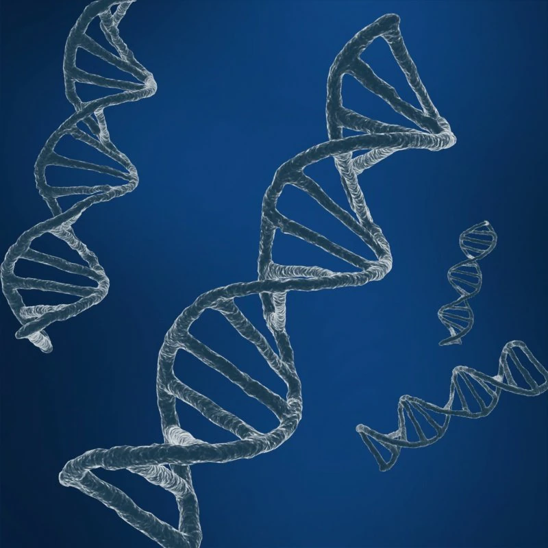 dna string 3D Model .c4d .max .obj .3ds .fbx .stl .blend 