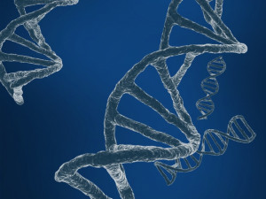 dna string Modèle 3D
