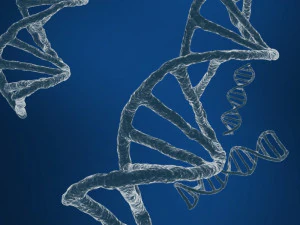 dna string 3D Model