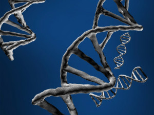 dna string Modèle 3D
