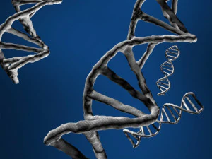 dna string 3D Model