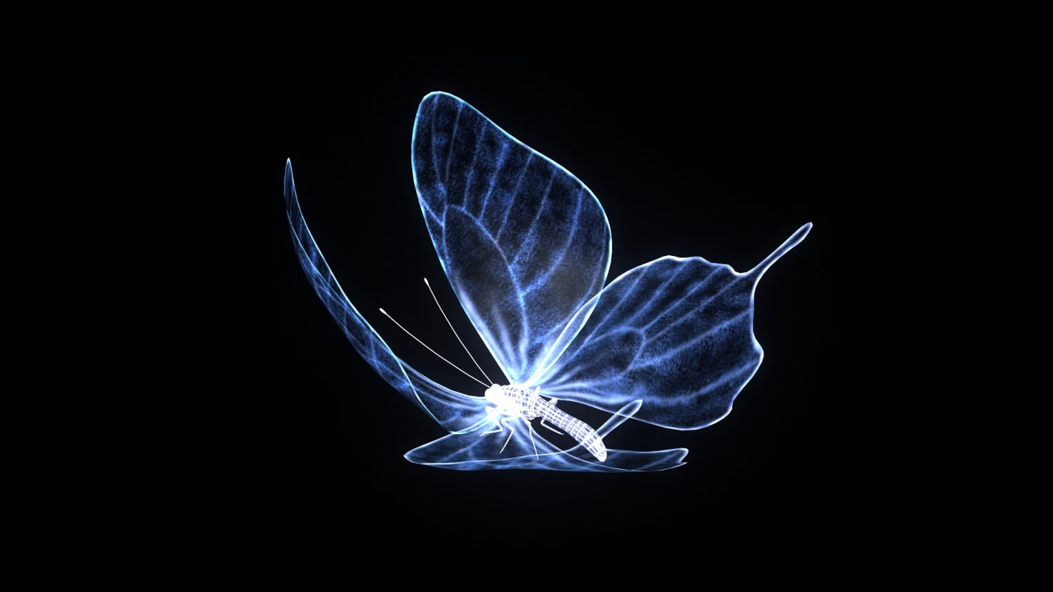 나비 3D 모델 .c4d .max .obj .3ds .fbx .stl .blend 