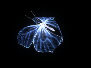 butterfly Modelo 3D