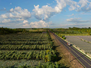 фруктовый сад 3D Модель