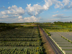 orchard 3D Model