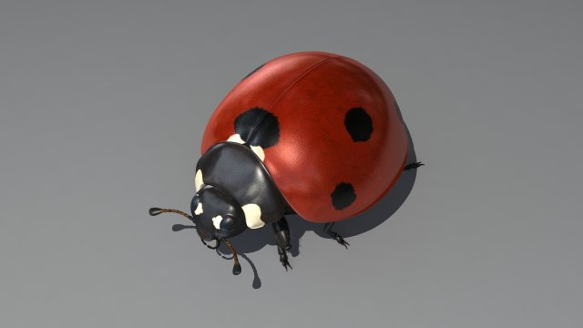 ladybug Model 3D .c4d .max .obj .3ds .fbx .stl .blend