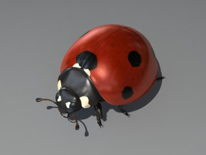 ladybug 3D Model