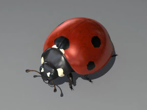божья коровка 3D Модель
