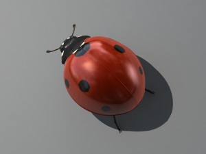 ladybug Model 3D
